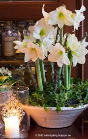 Decorer Son Interieur D Amaryllis Conseil Jardin Willemse Christmas Flowers Winter Flowers Red Wedding Flowers