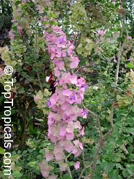 Image result for Karomia tettensis