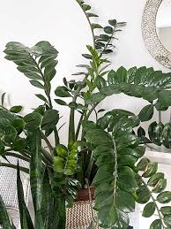 Most of these plants will have a wide spread on it. 5 Things I Learned From Repotting My Giant Zz Plant And How To Do It My Tasteful Space