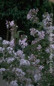 Image result for Deutzia x hybrida ′Mont Rose