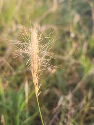 Image result for Aristida congesta