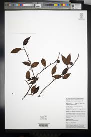 Image result for Ficus pseudomangifera