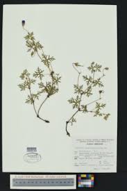 Image result for Geranium mlanjense