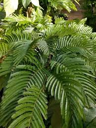 Image result for Newtonia