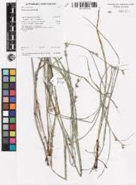 Image result for Scleria mikawana