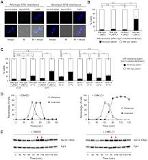 We did not find results for: Polo Like Kinase Acts As A Molecular Timer That Safeguards The Asymmetric Fate Of Spindle Microtubule Organizing Centers Elife
