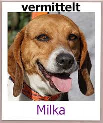 Sie hatte zwar ein dach über dem kopf, aber lebte entbehrungsreich ohne familiären anschluss vereinsamt im zwinger Milka Zypernpfoten In Not De