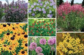 A quick shearing of the spent flowers will help it pop back into bloom from midsummer to fall. 10 Perennial Standouts Finegardening