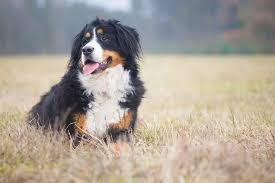 Last ned dette gratis bildet av hund beagle middels fra pixabay sitt enorme bibliotek av public domain bilder og videoer. Ras Av Hunder Av Middels Storrelse 69 Bilder Hoyde Og Vektstandarder En Oversikt Over Vakre Og Vennlige Kjaeledyr