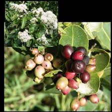 Image result for Galpinia transvaalica