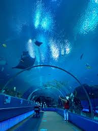 Georgia aquarium your tickets here: Georgia Aquarium Tunnel Visit Atlanta Georgia Aquarium Travel Pictures