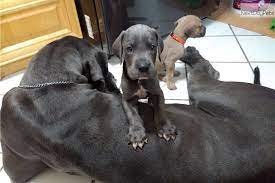 Our great danes are family raised as pets and therapy dogs. Great Dane Puppy For Sale Near Fort Lauderdale Florida 1293aa29 Bd61