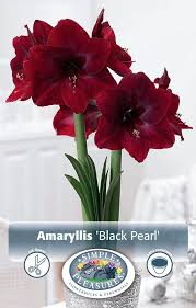 Image result for Hippeastrum