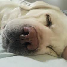 Dixie Girl Catchin Some Zzzz S Dog Day Afternoon Sleeping Dogs Puppy Face