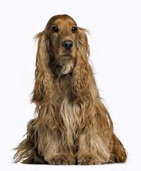 The american cocker spaniel has one of the most beautiful coats of all dog breeds, with long hair that sometimes reaches the floor and flows as they walk. Cocker Spaniel Questions And Answers