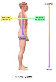 Define Human Anatomy Koibana Info