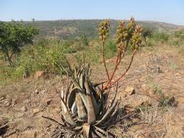 Image result for Aloe pienaarii