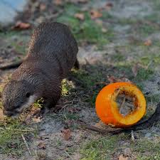 All of our IPPL otters got a Halloween enrichment item this weekend! 🎃We  surprised Maggie, Otis, Turnip, and Marty with Jack-O-Lantern treats🎃  Enjoy watching them forage for their nightly smelt🐟🐠🐡