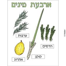 300 x 392 jpeg 33 кб. Illustrated Lulav And Esrog Sheet Walder Education