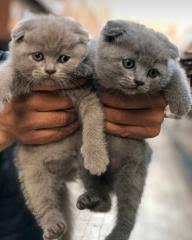 kedi fiyatlari ikinci el sifir kiralik ilanlar