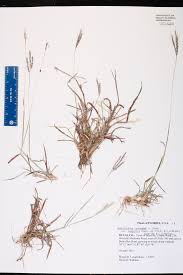 Image result for Bothriochloa radicans