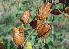 Image result for Nicotiana glauca