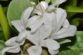 Image result for Barleria albostellata