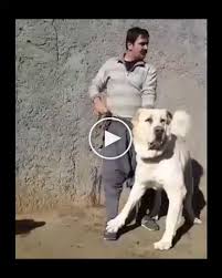 Pin By Kangaltv On Kangaltv Anatolian Shepherd Dog Shepherd Dog Dogs