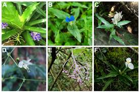 Image result for Commelinaceae