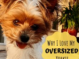 Find the perfect puppy for sale in dallas / fort worth, texas at next day pets. Why My Giant Yorkie Is Better Than Your Teacup Yorkie Pethelpful
