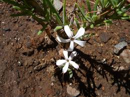 Image result for Indigofera vicioides