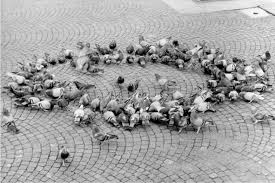 Bildergebnis für Stephen Laub