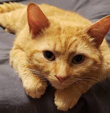 Adoptable orange and white kitten in Spartanburg County