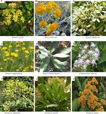 Image result for Senecio latifolius