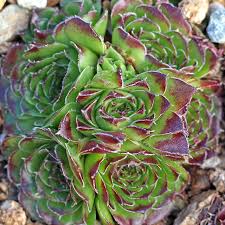 Image result for Cuviera semseii