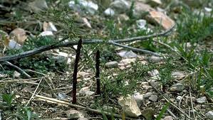 Se vi state chiedendo come cucinare asparagi selvatici, avete qui la soluzione, anzi… la risposta! Asparagi Selvatici Storia E Proprieta Di Una Prelibatezza