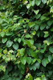 Image result for Vitaceae