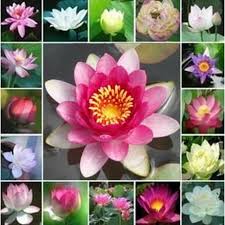 The latest tweets from bunga seroja (@bungaseroja89). Bibit Benih Biji Bunga Seroja Pink Lotus Aquatic Plan Water Lily Mix Isi 10 Biji Shopee Indonesia