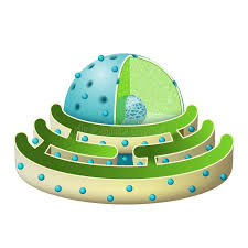 Smooth er is found throughout the eucaryotic cell. Structure Of Nucleus And Rough Endoplasmic Reticulum Stock Vector Illustration Of Macro Envelope 107395179