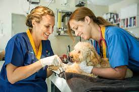 Justanswer.com has been visited by 100k+ users in the past month Best Veterinary Clinic In Dubai Veterinary Center In Dubai