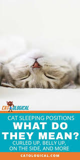 Does Your Cat Sleep On Its Side Curled Up In A Tight Ball Maybe It Lays Sprawled Out On Its Tummy Or On I Cat Sleeping Positions Cat Sleeping Sleeping Kitten
