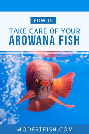 Aquaja offers you a variety of different products and sales solutions for the presentation of your. Arowana Care Compelete Guide On Types Tank Size Diet More