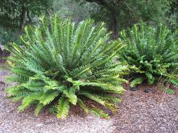 Image result for Encephalartos