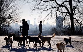 Open winner bryson dechambeau in one of eight featured groups at. Police To Set Up World S First Dna Database To Help Collar Dog Thieves