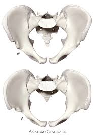 Maybe you would like to learn more about one of these? Pelvis Gender Differences Of Pelvic Anatomy