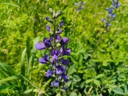 Image result for Baphia multiflora