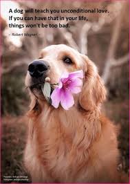 A Dog Will Teach You Unconditional Love Dog Quotes Best Dogs Cute Dogs