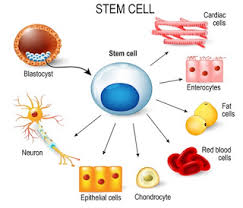 Kemudian pada tahun 1968, seorang seorang dokter dari. Contoh Makalah Perkembangan Bioteknologi Stem Cell