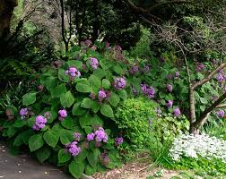 Image result for Bartlettina