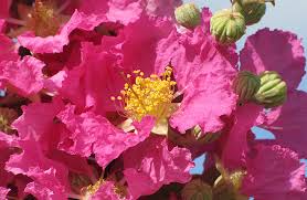 Types of crape myrtle trees (with pictures) Usda Ars Online Magazine Crape Myrtle For South Florida
